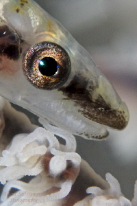 Whip Goby eye 
Taken with +17 wet diopter by Iyad Suleyman 